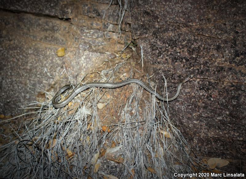 Baird's Ratsnake (Pantherophis bairdi)