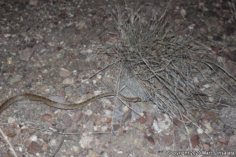 Great Plains Ratsnake (Pantherophis emoryi)