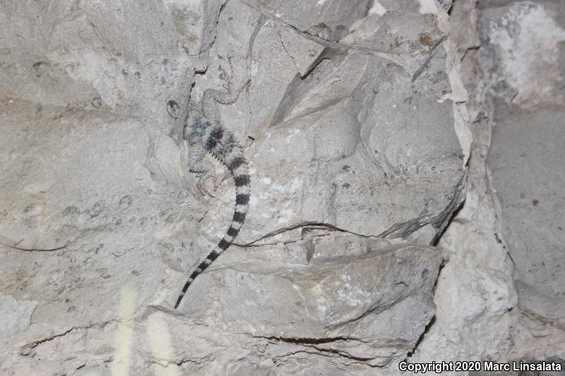 Texas Crevice Spiny Lizard (Sceloporus poinsettii axtelli)