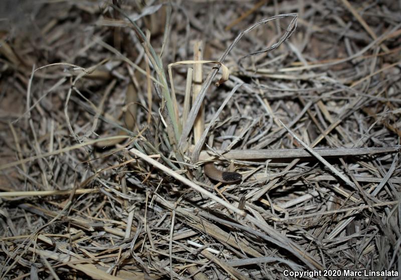 Smith's Black-headed Snake (Tantilla hobartsmithi)