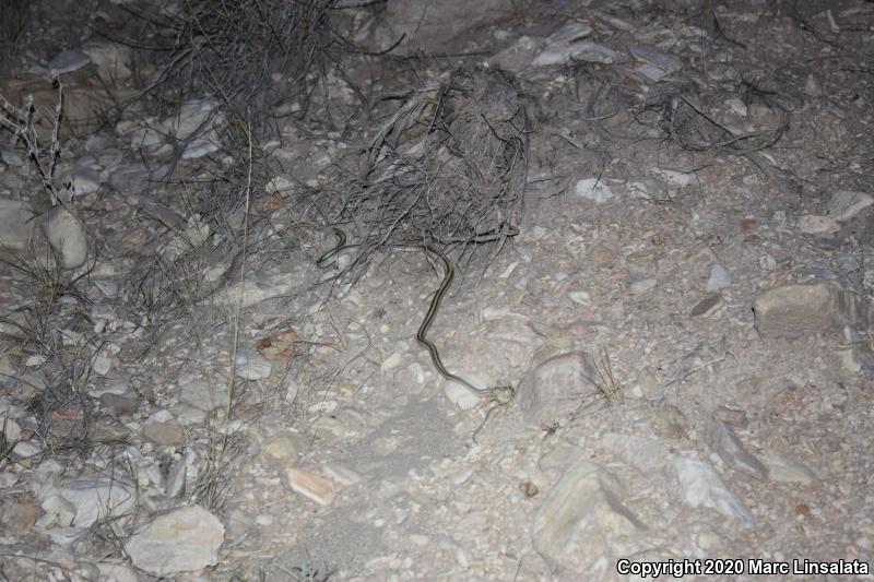 Mountain Patch-nosed Snake (Salvadora grahamiae)