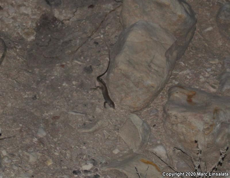 Trans-Pecos Striped Whiptail (Aspidoscelis inornata heptagramma)