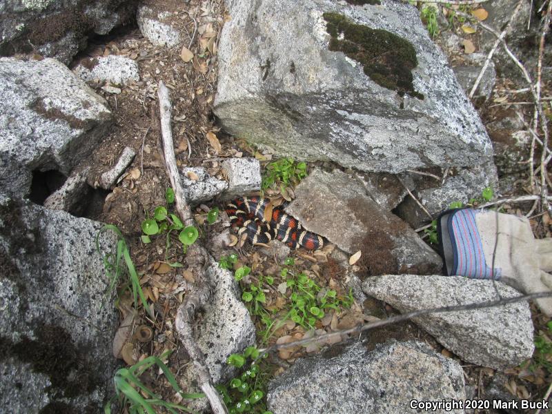 Sierra Mountain Kingsnake (Lampropeltis zonata multicincta)