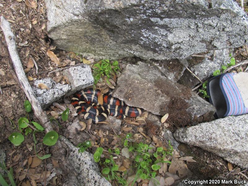 Sierra Mountain Kingsnake (Lampropeltis zonata multicincta)