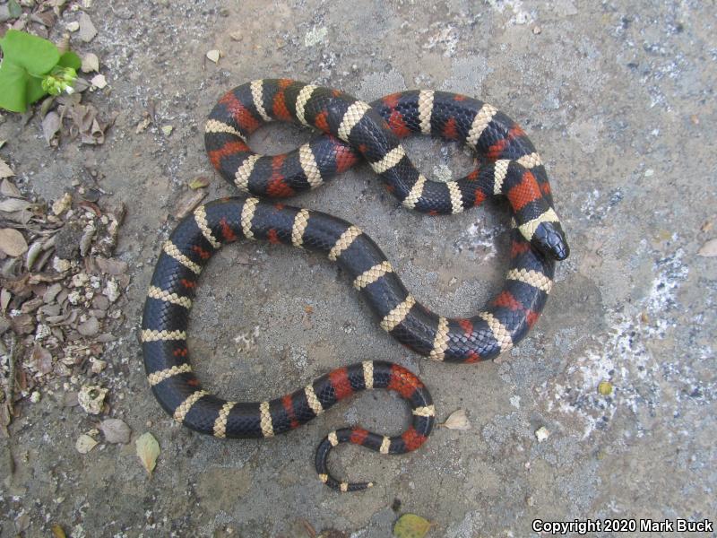 Sierra Mountain Kingsnake (Lampropeltis zonata multicincta)