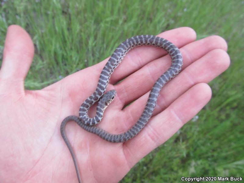 Western Yellow-bellied Racer (Coluber constrictor mormon)