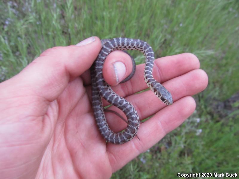 Western Yellow-bellied Racer (Coluber constrictor mormon)