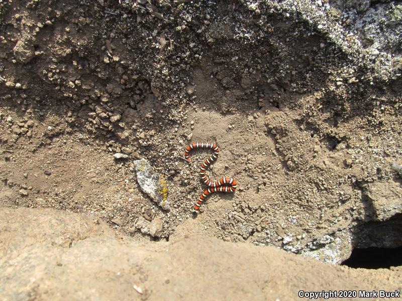 Sierra Mountain Kingsnake (Lampropeltis zonata multicincta)