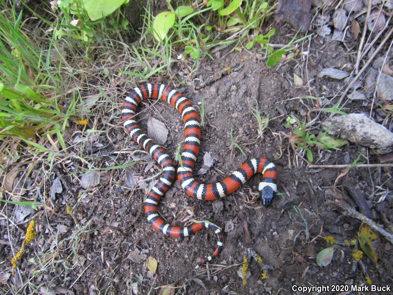 Sierra Mountain Kingsnake (Lampropeltis zonata multicincta)