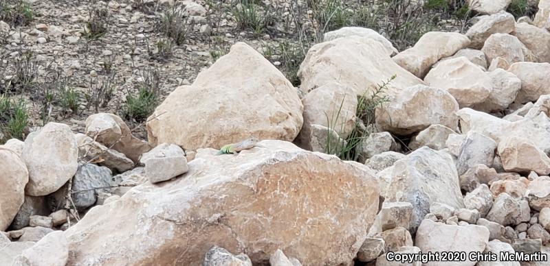 Texas Earless Lizard (Cophosaurus texanus texanus)