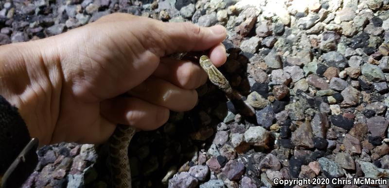 Texas Glossy Snake (Arizona elegans arenicola)