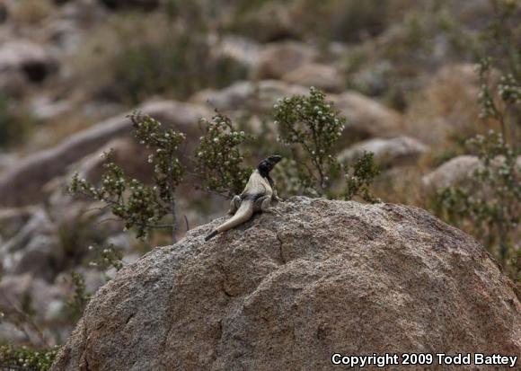 Western Chuckwalla (Sauromalus ater obesus)