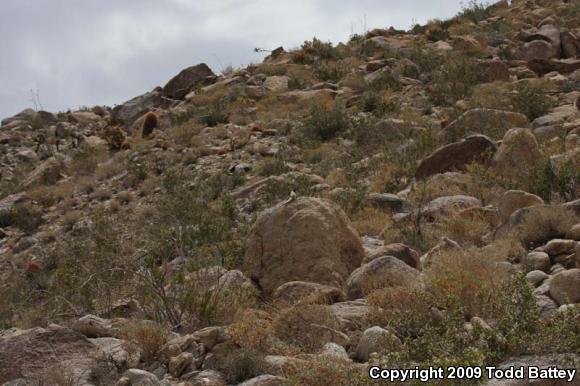 Western Chuckwalla (Sauromalus ater obesus)