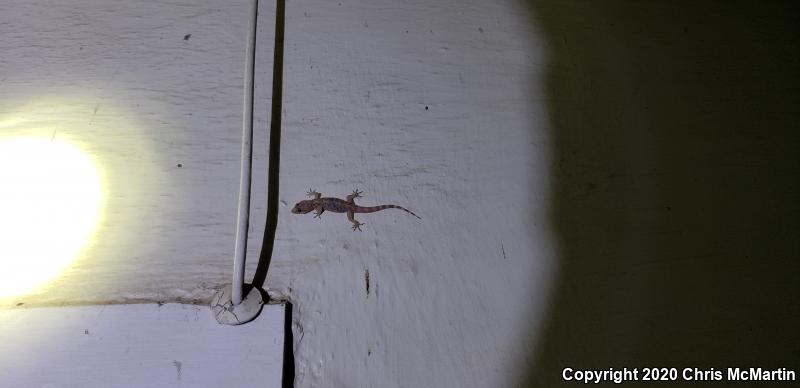 Turkish House Gecko (Hemidactylus turcicus turcicus)