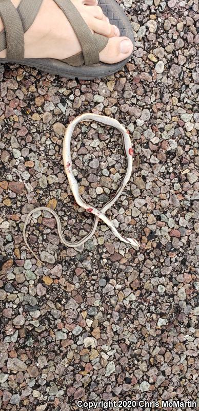 Mountain Patch-nosed Snake (Salvadora grahamiae grahamiae)