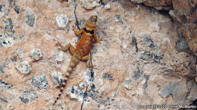 Texas Crevice Spiny Lizard (Sceloporus poinsettii axtelli)