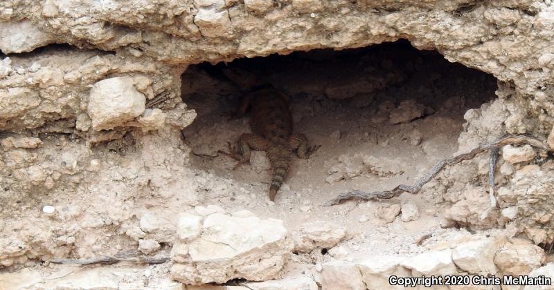 Texas Crevice Spiny Lizard (Sceloporus poinsettii axtelli)