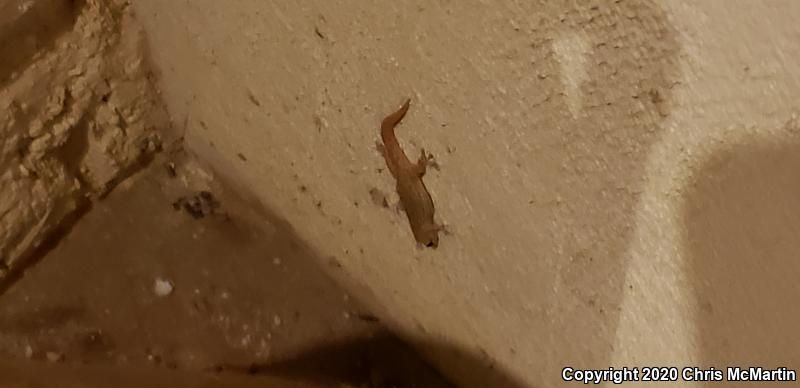 Turkish House Gecko (Hemidactylus turcicus turcicus)