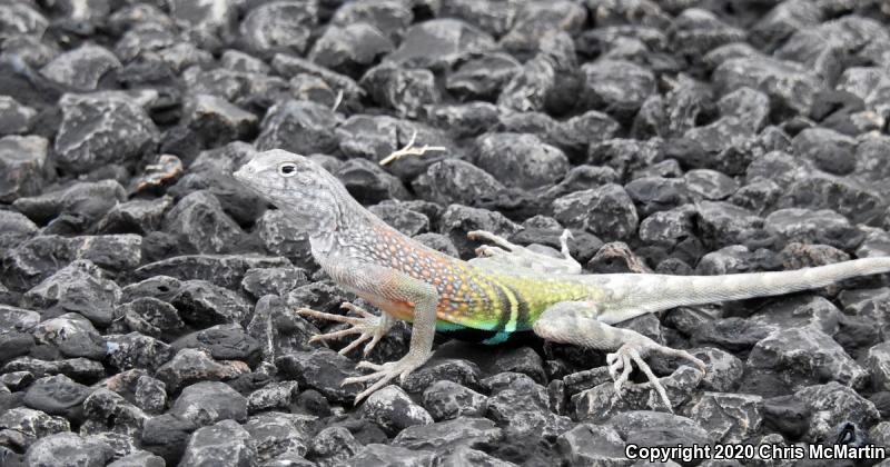 Texas Earless Lizard (Cophosaurus texanus texanus)