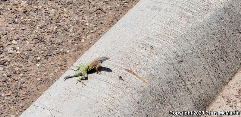 Texas Earless Lizard (Cophosaurus texanus texanus)