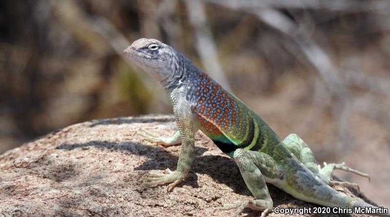 Texas Earless Lizard (Cophosaurus texanus texanus)