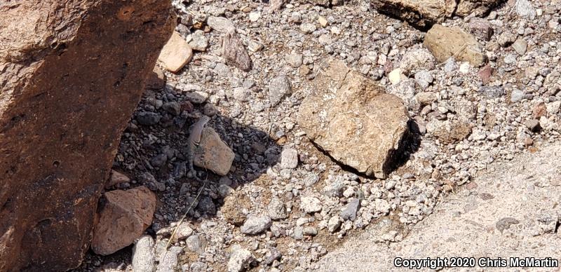 Texas Earless Lizard (Cophosaurus texanus texanus)