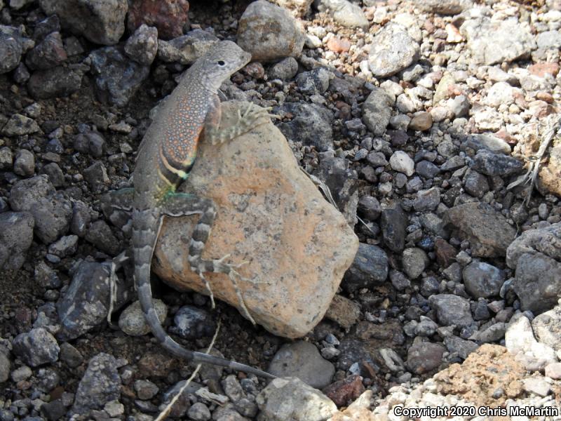 Texas Earless Lizard (Cophosaurus texanus texanus)