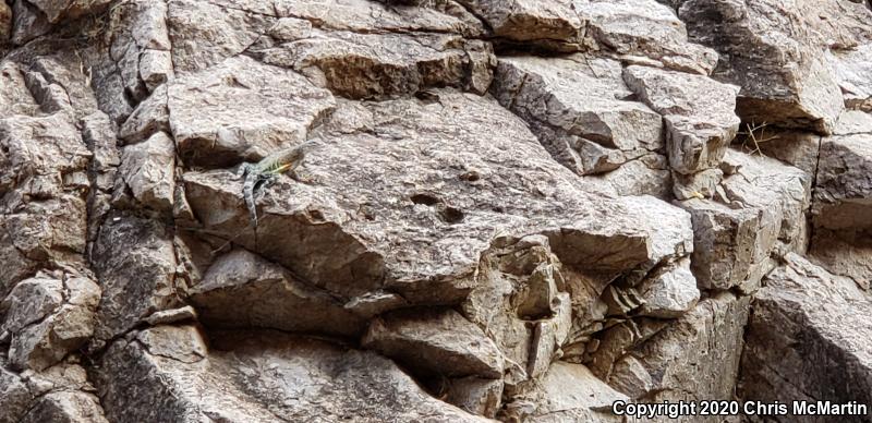 Texas Earless Lizard (Cophosaurus texanus texanus)