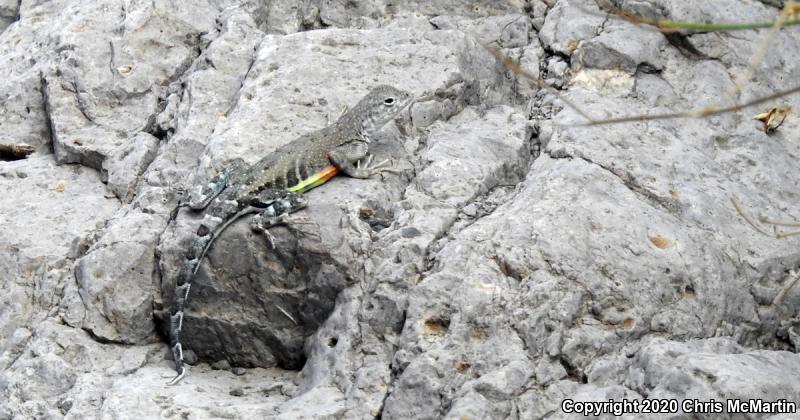 Texas Earless Lizard (Cophosaurus texanus texanus)