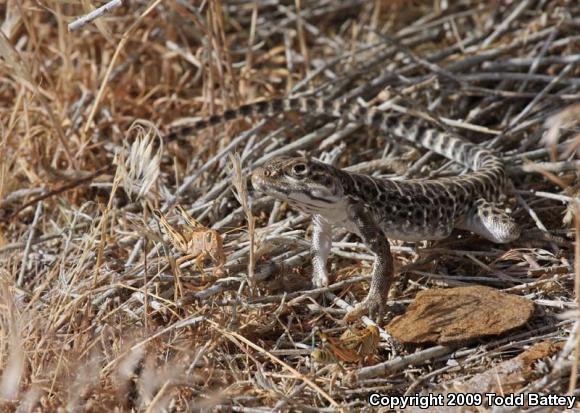 Long-nosed Leopard Lizard (Gambelia wislizenii wislizenii)