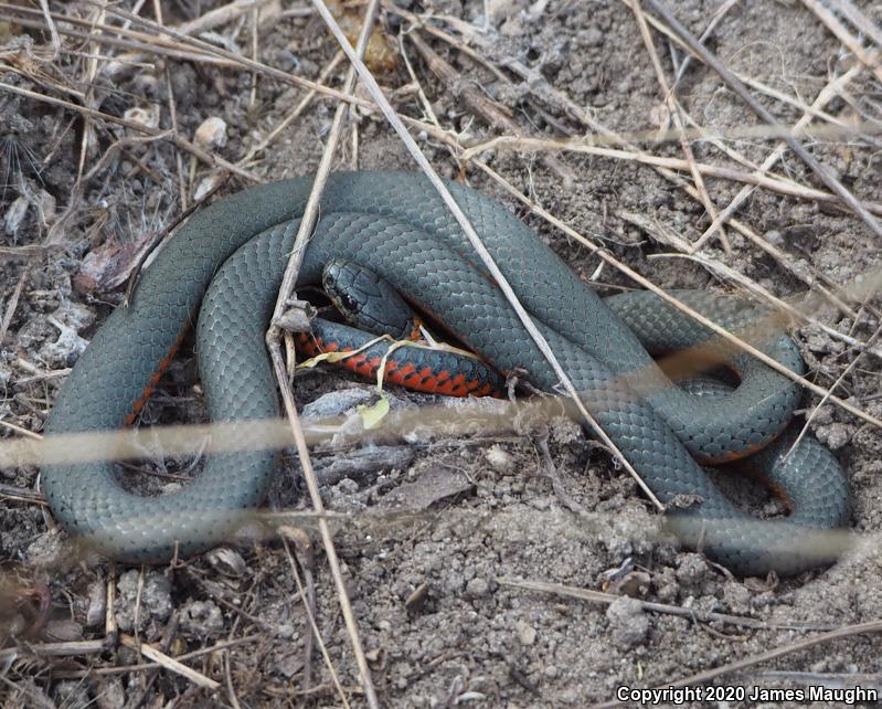 Pacific Ring-necked Snake (Diadophis punctatus amabilis)