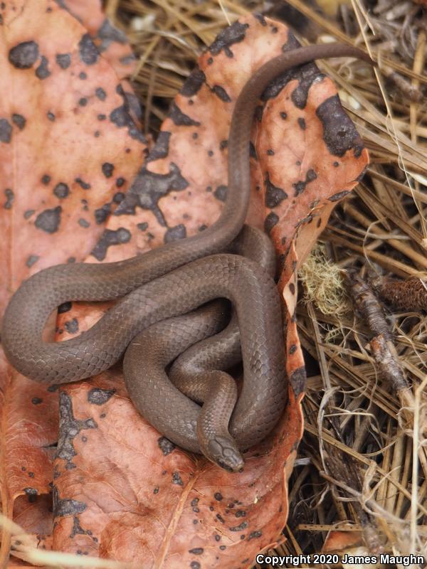 Forest Sharp-tailed Snake (Contia longicaudae)