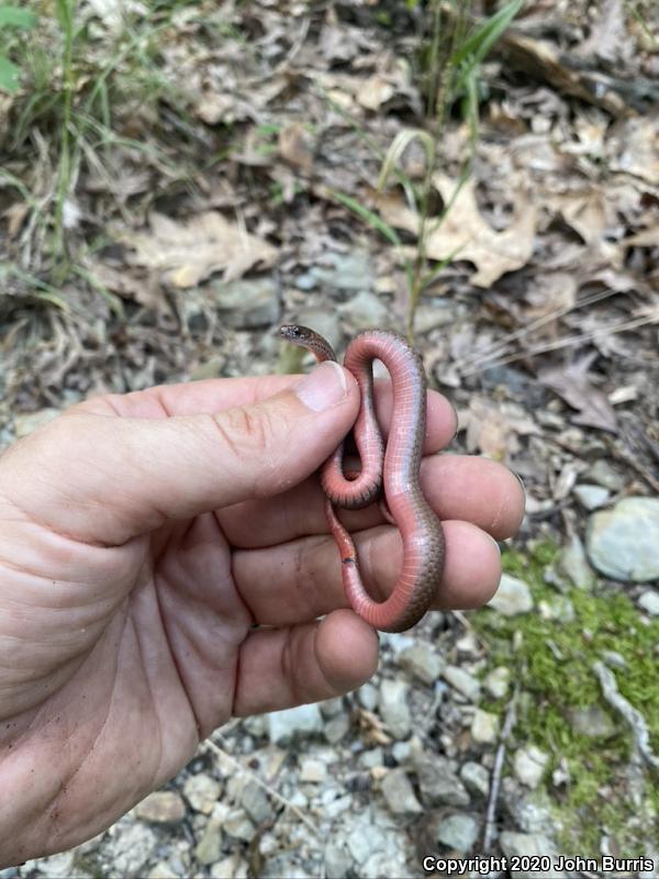 Northern Red-bellied Snake (Storeria occipitomaculata occipitomaculata)