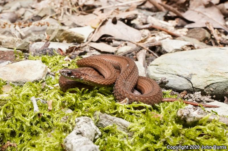 Northern Red-bellied Snake (Storeria occipitomaculata occipitomaculata)