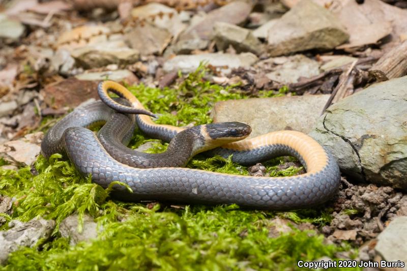 Northern Ring-necked Snake (Diadophis punctatus edwardsii)