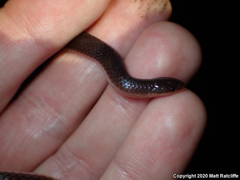 Eastern Wormsnake (Carphophis amoenus amoenus)