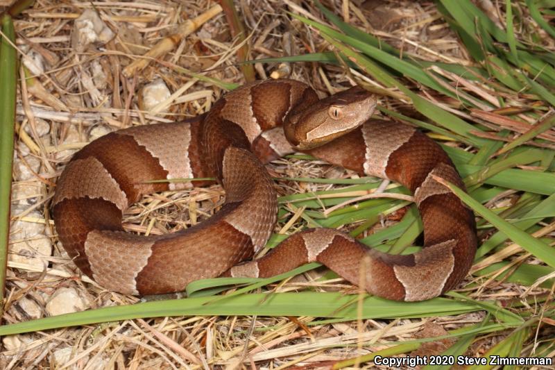 Broad-banded Copperhead (Agkistrodon contortrix laticinctus)