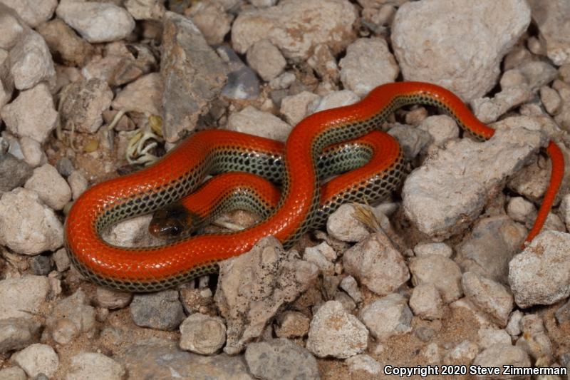 Western Groundsnake (Sonora semiannulata)