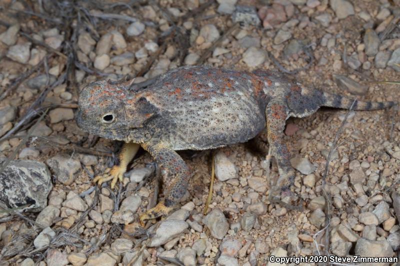 Round-tailed Horned Lizard (Phrynosoma modestum)