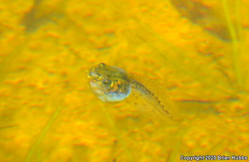 Sierran Treefrog (Pseudacris sierra)