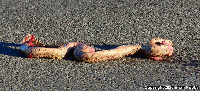 Pacific Gopher Snake (Pituophis catenifer catenifer)