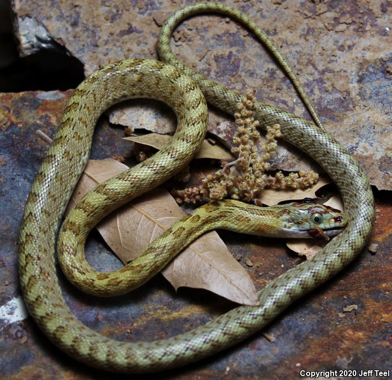 Green Ratsnake (Senticolis triaspis intermedia)