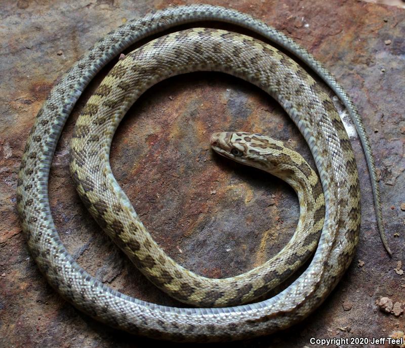 Green Ratsnake (Senticolis triaspis intermedia)