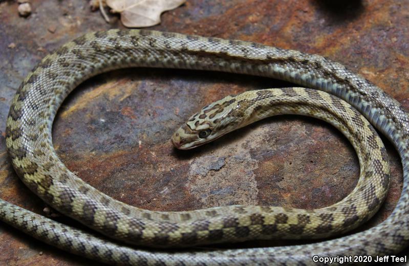 Green Ratsnake (Senticolis triaspis intermedia)