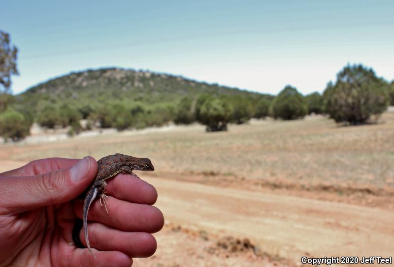 Elegant Earless Lizard (Holbrookia elegans)