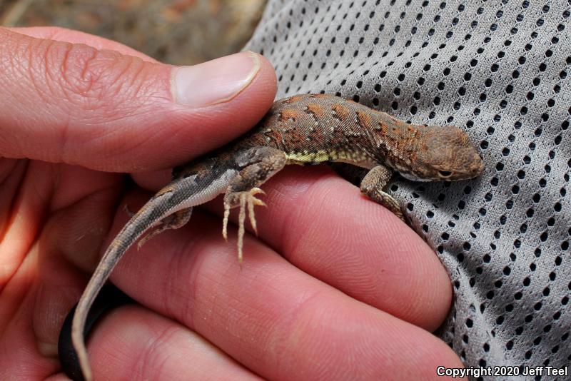 Elegant Earless Lizard (Holbrookia elegans)