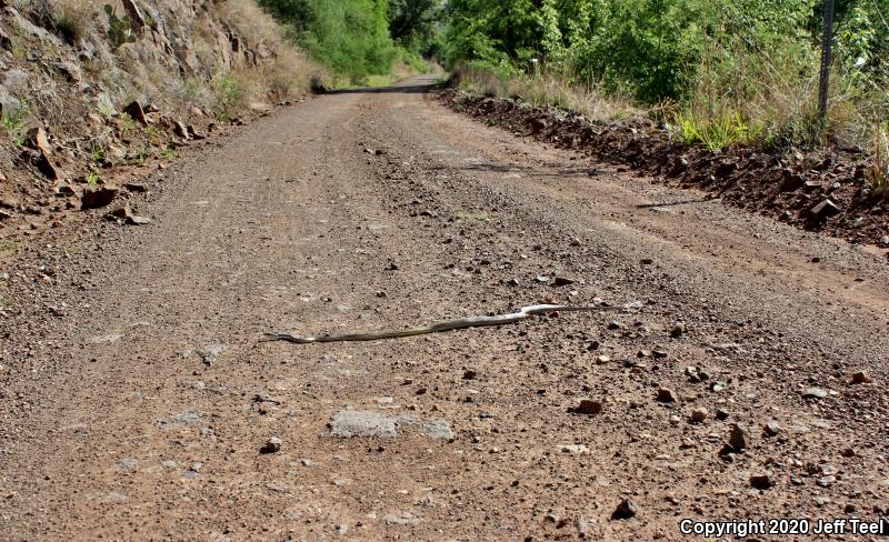 Sonoran Whipsnake (Coluber bilineatus)