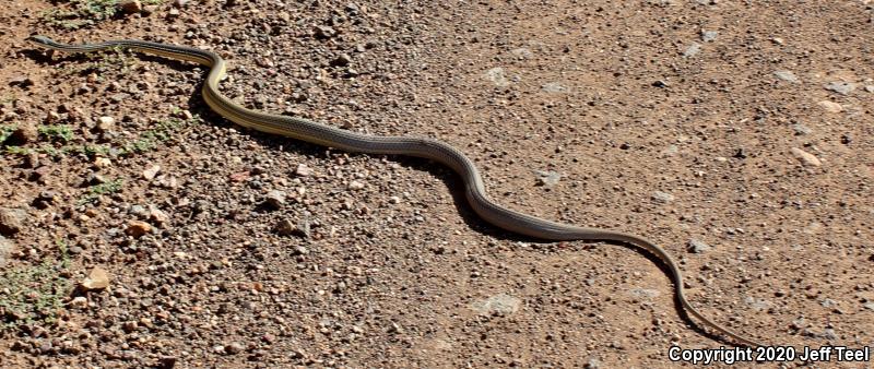 Sonoran Whipsnake (Coluber bilineatus)