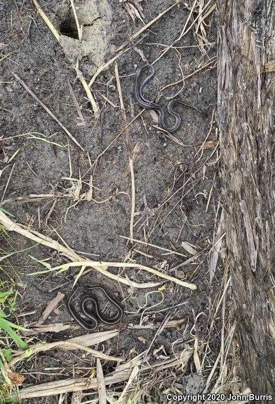 Chicago Gartersnake (Thamnophis sirtalis semifasciatus)