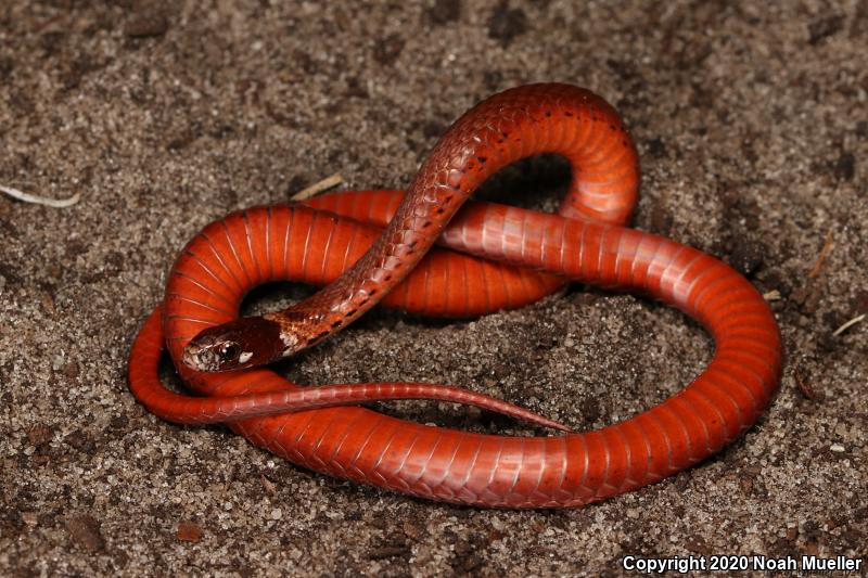 Florida Red-bellied Snake (Storeria occipitomaculata obscura)